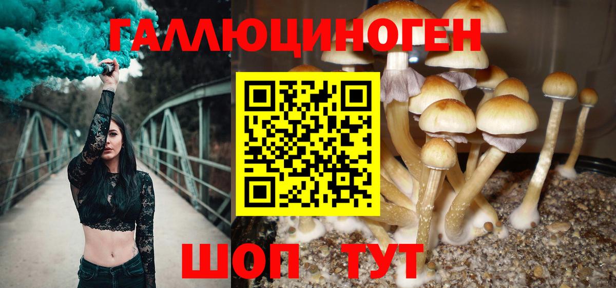 Псилоцибиновые грибы Cubensis  Галлюциногенные грибы прущие грибы  Вход с VPN  цена наркотик  Краснодар 